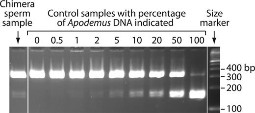 Quantitation of Apodemus contribution in chimera sperm sample. PCR was performed on DNA from purified chimera sperm sample, as well as a series of control samples (which were mixtures of A. sylvaticus and M. musculus genomic DNA with the percentage of Apodemus contribution ranging from 0 to 100%). PCR primers were designed to amplify both Apodemus and Mus DNA. PCR products were digested with a restriction enzyme specific for Apodemus sequence.