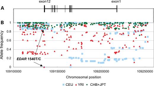 Structure and allele frequencies of SNPs in EDAR. (A) Structure of EDAR; (B) the frequency of major allele in CHB+JPT in each population.