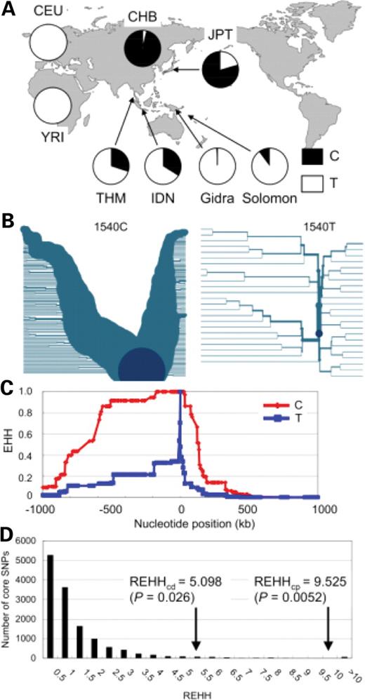 Evolutionary history of EDAR 1540T/C. (A) Geographical distribution of 1540C; (B) the extended haplotype frequencies at various distance from 1540T/C; (C) EHH values at various distances from 1540T/C in CHB+JPT; (D) empirical distribution of REHH values for alleles with frequencies of 87.6 ± 2.5% at 0.25 cM distance from the SNPs on chromosome 2 in CHB+JPT. REHH values of 1540C on both centromere-proximal (REHHcp) and centromere-distal sides (REHHcd) are shown.