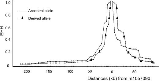 EHH (extended haplotype homozygosity) decay plot around rs1057090 in HapMap ASN (Chinese + Japanese) population. The figure was created by using Haplotter (38). The line with triangles represents the derived C allele, while the line without triangles represents the ancestral T allele. Each dot on the line represents a single nucleotide polymorphism(SNP). The distances (kb) from the rs1057090 is displayed in the x-axis, and the EHH values are shown in the y-axis. The EHH of the derived allele decays as rapidly as that of the ancestral allele, showing no recent selection signal.