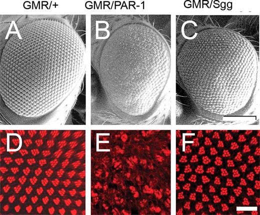 Misexpression of PAR-1 (68) using GMR-GAL4 produces a rough eye with the disruption of retinal architecture, whereas Sgg (63) misexpression produces a relatively normal eye. (A–C) SEM images. The normal-eye phenotype observed using the GMR-GAL4 driver (A) is disrupted in eyes misexpressing PAR-1 (B) but not in eyes misexpressing Shaggy (C). (D–F) Retinal whole mounts stained with phalloidin-TRITC to identify rhabdomeres of photoreceptor neurons (single tangential confocal sections). At this apical section, normally, clusters of seven photoreceptors within each ommatidium form a characteristic chevron-shaped structure (D). Full genotypes: (i) w1118, GMR-GAL4/+ (A and D); (ii) w1118, GMR-GAL4/+, UAS-PAR-1/+ (B and E); (iii) w1118, GMR-GAL4/+, UAS-Sgg/+ (C and F). Scale bars: 100 µm (A–C); 10 µM (D–F).