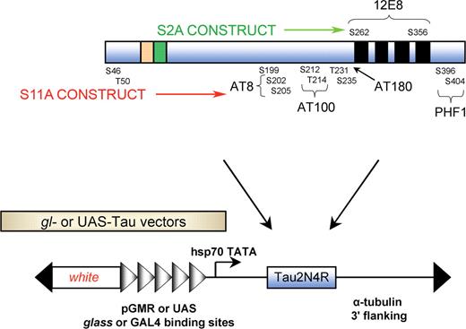 Schematic representation of the tau constructs used. TauS2A was constructed by mutating two serine residues (S262 and S356) to alanine; these are the phosphoepitopes recognized by the 12E8 antibody. TauS11A has 11 serine and threonine residues mutated to alanine. The epitopes recognized by phosphorylation-dependent antibodies, e.g. AT8, AT180, PHF1 and AT100, are shown. GMR-GAL4 driver was used to drive combinations of UAS-Tauwt, UAS-TauS2A and UAS-TauS11A along with PAR1 and Shaggy. gl drivers were also used for the same purpose.