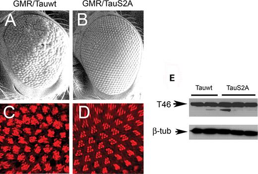 The retinal phenotype of wild-type tau (Tauwt) under the control of GMR-GAL4 is more severe than that of S2A tau. (A and B) SEM images. The mild rough-eye phenotype produced by Tauwt (A) is not observed with TauS2A (B). Scale bars: 100 µm. (C and D) Confocal images of adult retina stained with TRITC-phalloidin (red). Ommatidial disorganization and cell loss are apparent in the eyes overexpressing the Tauwt transgene (C) compared with eyes expressing TauS2A (D), which displays a largely normal trapezoidal array of rhabdomeres. Genotypes: (i) GMR-GAL4/+, UAS-Tauwt/+ (A and C); (ii) GMR-GAL4/+, UAS-TauS2A/+ (B and D). (E) Immunoblot using T46 demonstrates that several independently derived Tauwt and TauS2A lines express comparable amounts of total tau protein. β-Tubulin-loading control for total protein in head extracts is shown below. Scale bars: 100 µm (A and B); 10 µm (C and D).