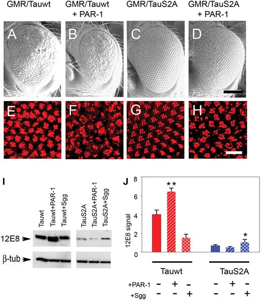 S2A is less toxic than wild-type Tau and relatively resistant to PAR-1-induced phosphorylation. (A–D) SEM images. The rough-eye phenotype of transgenics misexpressing Tauwt (A) is severely enhanced when coexpressed with PAR-1 (B), whereas the phenotype of TauS2A (C) is only mildly enhanced by PAR-1 overexpression (D). (E–H) Phalloidin-TRITC staining of whole-mount retina. TauS2A (G) is less toxic than Tauwt (E), and the enhancement in response to PAR-1 is less severe in TauS2A (H) compared with Tauwt (F). Genotypes: (i) GMR-GAL4/+, UAS-Tauwt/+ (A and E); (ii) GMR-GAL4/+, UAS-Tauwt/+, UAS-PAR-1/+ (B and F); (iii) GMR-GAL4/+, UAS-TauS2A/+ (C and G); (iv) GMR-GAL4/+, UAS-TauS2A/+, UAS-PAR-1 (D and H). Scale bars: 100 µm (A–D); 10 µm (E–H). (I) Immunoblot analysis with 12E8 detects stronger immunoreactivity with Tauwt compared with TauS2A. (J) Histograms representing relative phosphorylation level changes after the coexpression of PAR-1 and Shaggy. Results shown are derived from densitometric analysis of three separate blots. Each bar represents mean ± SEM (n = 3). *P < 0.05; **P < 0.01 (ANOVA with the Newman–Keuls post hoc comparison).