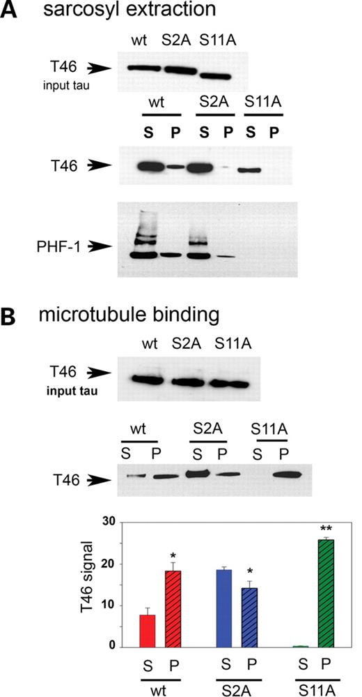 Toxicity of S11A and lack of effects of S2A tau correlate not with the formation of sarcosyl-soluble and -insoluble tau fractions, but with microtubule affinity. (A) Sarcosyl extracts of wild-type, S2A and S11A tau probed with T46 (total tau) and PHF-1 (a pathological phosphoepitope). Upper panel, input tau for the sarcosyl extraction; middle panel, sarcosyl-soluble and -insoluble fractions probed with T46 (total tau); lower panel, pellets and supernatants probed with PHF-1 (a pathological phosphoepitope). TauS11A does not form any soluble or insoluble aggregates compared with wild-type tau, whereas for TauS2A, the amount of insoluble material is much less compared with wild-type Tau. (B) Microtubule-binding assays. Upper panel, input tau for the microtubule-binding studies; middle panel, free or microtubule-bound tau. Compared with wild-type tau, TauS2A associates with microtubules somewhat less avidly, whereas TauS11A shows a markedly increased affinity for microtubules. T46 blotting indicates that the levels of input tau were the same for all three genotypes in both sarcosyl extraction and microtubule-binding experiments. All experiments used UAS constructs in trans to GMR-GAL4. Histograms represent the relative levels of free and bound tau in the supernatant (S) and pellet (P) fractions, respectively, for the three different transgenics. Each bar represents mean ± SEM (n = 3). *P < 0.05 for Tauwt and TauS2A, and **P < 0.001 for TauS11A. (One-way ANOVA with the Newman–Keul’s post hoc comparison).