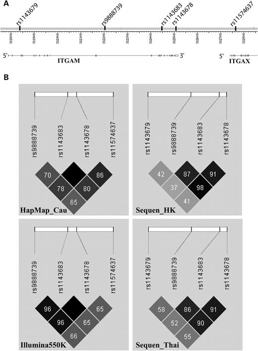 LD comparison between Hong Kong Chinese, Thai and Caucasians. ( A ) Structure of the ITGAM gene from NCBI MapViewer (Build 36.3) and the position of relevant SNPs in this genomic region. ( B ) Analysis of LD for the relevant SNPs in this locus for different populations. These include: Hong Kong Chinese genotyped by Sequencing (Sequen_HK) and Illumina Beadchip (Illumkna550K), Thai samples genotyped by sequencing (Sequen_Thai) and HapMap Caucasians data (HapMap_Cau). Colour scheme is according to Haploview r2 scheme with darker colour representing better r2 -value. Numbers in each cell stand for pairwise r2 -values and an empty cell means pairwise r2 equals to 1 between the corresponding SNPs.
