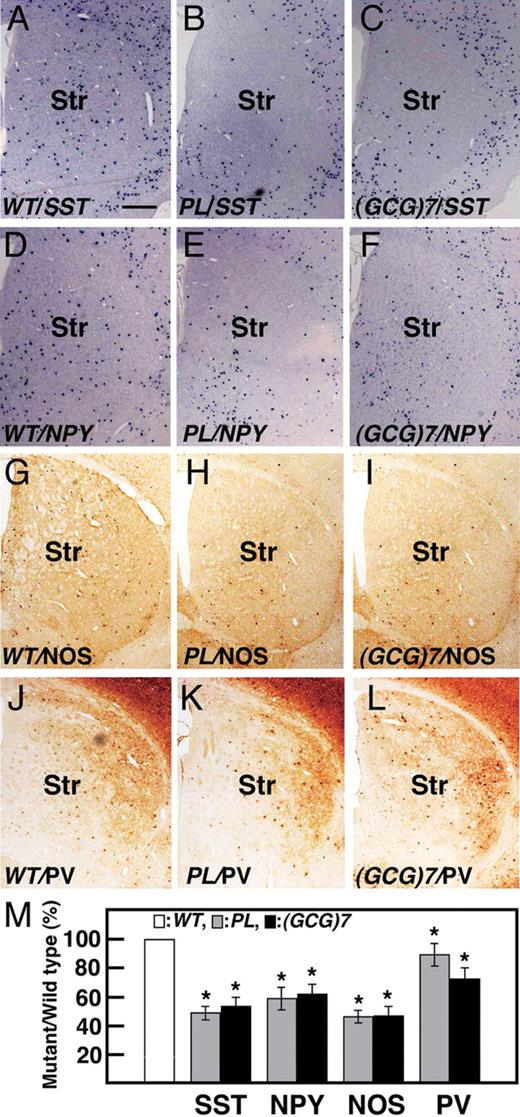  Reduction of neurons in each subtype of GABAergic interneurons in the striatum of ArxPL/Y and Arx(GCG)7/Y mice at P1m. SST + interneurons of ArxPL/Y (47.8 ± 4.8%, P < 0.001, n = 3. B, M ) and Arx(GCG)7/Y mice (52.4 ± 6.2%, P < 0.001, n = 3. C, M) were about half as many cells within the SST + interneurons as in ArxX/Y mice ( A ). The same tendency was seen for the NPY + ( D – F, M) and NOS + ( G – I, M) interneurons. In contrast, the reduction in PV + interneurons in ArxPL/Y (85.2 ± 4.2%, P < 0.01, n = 3. K, M) and Arx(GCG)7/Y (70.6 ± 7.3%, P < 0.002, n = 3. L, M) mice was small compared with the other subtypes. Values in (M) are normalized to the wild-type. Str: striatum. Scale bar: A–L, 500 µm. 