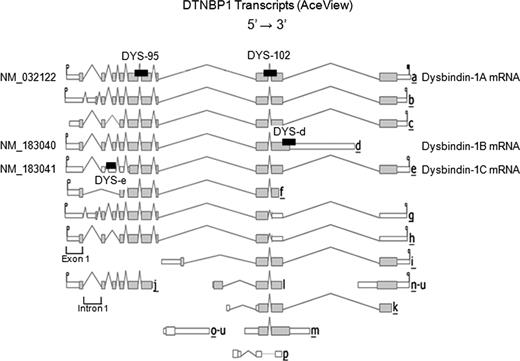 Exonic–intronic structure of the 16 known or deduced DTNBP1 pre-mRNA transcripts currently listed on AceView. NCBI accession numbers are given for the three reference sequence transcripts. Only transcripts a–e have been found in the DLPFC (R. Straub, personal communication). The boxed areas are exons, and the chevrons (Λ) between them are introns. Unshaded portions of exons are untranslated regions. The black rectangles indicate the locations of targeted RNA sequences of primers used in this study with the abbreviation of the primers (DYS-95, DYS-102, DYS-d and DYS-e) given above them.