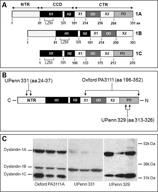 Dysbindin-1 isoforms detected in the DLPFC with the three antibodies used in this study (Oxford PA3111A, UPenn 331 and UPenn 329). (A) Compares the isoforms as characterized by Talbot et al. (4). Numbers below isoforms designate amino acid (aa) sequence location. CCD, coiled-coil domain composed of helices 1 and 2 (H1 and H2) separated by a stutter region (SR); CTR, C-terminus region; DD, the dysbindin domain; LZM, leucine zipper motif (LZM); NTR, amino terminus region; PD, PEST domain. X1 and X2 are simply uncharacterized regions. (B) Shows dysbindin-1A with the location of immunogens for Oxford PA3111A, UPenn 331 and UPenn 329. The immunogen for the Oxford antibody was amino acids 196–352 of mouse dysbindin-1A, which is 352 amino acids in length compared with 351 amino acids in humans. The UPenn antibodies were made to sequences indicated in human dysbindin-1A. (C) Shows the dysbindin-1 isoforms recognized by Oxford PA3111A (1:1000), UPenn 331(1:6000) and UPenn 329 (1:40) in Western blots of whole-tissue lysates of the DLPFC (50 µg per lane) from the same three normal humans.