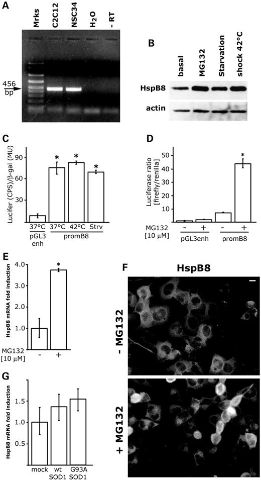 应激条件对运动神经元NSC34细胞中HspB8基因表达的影响。（A） RT-PCR分析评估NSC34细胞内源性HspB8的表达。对对照培养的成肌细胞系（C2C12）或运动神经元（NSC34）的总RNA进行分析。456bp，HspB8扩增子；H2O、不含RNA的样品、−RT、不含RT-MMLV的样品。（B） 对生长的NSC34细胞进行Western blot分析：在基础条件下：基础，蛋白酶体抑制：MG132（10µm，24小时），血清剥夺：饥饿，暴露于热休克：休克42°C 1小时（C）HspB8启动子的转录激活（promB8）：基础条件：37°C，热休克42°C:42°C，血清剥夺：Strv；pGL3-enh：缺乏HspB8启动子的基础载体。数据表示为萤火虫荧光素酶活性（每秒计数，CPS），通过β-半乳糖苷酶活性（Miller Units，MU）标准化：*pGL3-enh 37°C与promB8 37°C、42°C和Strv，P<0.001。（D） 蛋白酶体抑制对HspB8启动子转录激活的影响。所报告的数据表示为萤火虫荧光素酶活性与肾小球荧光素酶活性的归一化*promB8与promB8+MG132比较，P<0.001。（E） 实时PCR检测运动神经元内源性HspB8 mRNA，有或无24小时蛋白酶体抑制（*P<0.001）。（F） 运动神经元内源性HspB8的免疫荧光分析，有或无24小时蛋白酶体抑制。在×10（比例尺=10µm）下拍摄的图像。（G） 实时PCR显示wt和G93A-SOD1表达对运动神经元内源性HspB8 mRNA水平的影响。Mock，NSC34转染pcDNA3；wtSOD1、NSC34转染pcDNA3-wtSOD1；G93A-SOD1、NSC34转染pcDNA3-G93A-SOD2。