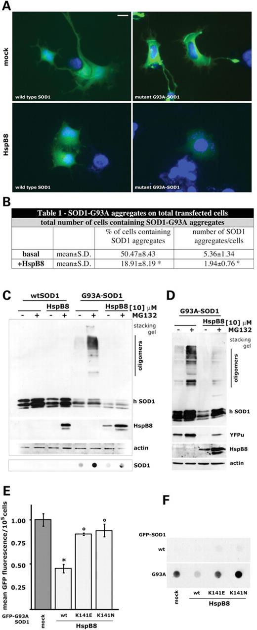 HspB8对运动神经元NSC34细胞中突变G93A-SOD1聚集、溶解和降解以及蛋白酶体功能的影响。（A） 荧光显微镜（40×）分析表达HspB8和GFP-wtSOD1或GFP-G93A-SOD1的运动神经元。比例尺=10µm。（B） 定量HspB8对NSC34细胞中SOD1聚集体数量的影响。SOD1聚集阳性细胞基底细胞数量与+HspB8相比，*P<0.0001；每个细胞基底的平均SOD1聚集数与+HspB8的比较，°P<0.00001。（C） 对表达HspB8和wt或G93A-SOD1s的NSC34进行蛋白质印迹分析（顶部），无论是否有蛋白酶体抑制。hSOD1，人SOD1单体形式；mSOD1，小鼠SOD1；低聚物、突变SOD1二聚体和高分子量（MW）物种。对相同样品进行过滤延迟分析（底部）。（D） 对表达G93A-SOD1和YFPu的NSC34细胞进行Western blot分析，包括或不包括HspB8和24小时蛋白酶体抑制。（E） 对单独或用缺乏伴侣活性的HspB8或突变体HspB8（携带K141E或K141N突变的HspB8）共转染的表达GFP标记的突变体G93A-SOD1（GFP-G93A-SOD1）的NSC34进行流式细胞荧光分析（GFP-G93A-SOD1+HspB8对GFP-G93A-SOD1，*P<0.001；GFP-G93A-SOD1+HspB8_K141E或K141N与GFP-G93 A-SOD1+HspB8，°P<0.001）。（F） 对联合转染wt或突变GFP-G93A-SOD1和携带K141E或K141N突变的wtHspB8或HspB8的NSC34细胞进行过滤延迟分析。