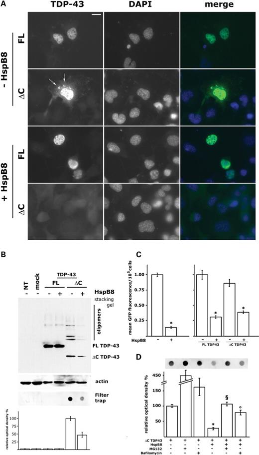 HspB8对运动神经元NSC34细胞中FL TDP-43和ΔC TDP-43亚细胞定位、聚集和溶解度的影响。（A） 表达FLAG标记FL TDP-43或ΔC TDP-43和HspB8的NSC34细胞的免疫荧光分析（×40）。箭头表示ΔC TDP-43细胞质聚集体。比例尺=10µm。（B） 对表达FLAG-标记FL TDP-43或ΔC TDP-43和HspB8的NSC34进行Western blot和滤过延迟分析。FL TDP-43=人全长TDP-43单体形式；ΔC TDP-43，人C末端截短的TDP-43单体形式；低聚物，ΔC TDP-43的二聚体/高MW物种；NT，非转染细胞；模拟，用空载体转染NSC34。直方图表示过滤延迟分析的量化（来自三个不同的重复）。（C） 对表达GFP-LC3和FL TDP-43或ΔC TDP-43的NSC34细胞进行流式细胞荧光分析。使用10 nm的巴非霉素在APLP处对细胞进行同步化15 h，在分析前3 h将其去除（模拟与模拟+HspB8、FL TDP-43与FL TDP 43+HspB 8、ΔC TDP 43与ΔC TDP-43+HspB8*P<0.001）。（D） 在缺乏或存在HspB8的情况下，在基础条件下或用10µm MG132治疗24小时或用10 nm巴非霉素治疗24小时后，对表达FLAG-taggedΔC TDP-43的NSC34细胞进行过滤延迟分析。直方图表示过滤延迟分析的量化（来自三个不同的重复）（*P<0.001，+HspB8 vs.−HspB8.§P<0.001+Mg132+HspB8 vs.+Mg132；°P<0.001,+HspB 8+bafilo vs.+HspB38）。