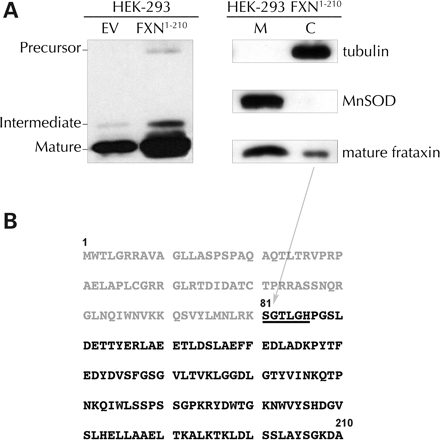 线粒体加工产生线粒体外的frataxin。（A） 左面板：稳定转染空载体（EV）或野生型frataxin1–210（FXN1–210）的HEK-293细胞总提取物的抗frataxin western blot分析；指出了frataxin的前体、中间和成熟形式。右图：稳定转染FXN1–210的HEK-293细胞线粒体（M）和细胞溶质（C）提取物的western blot分析。（B） 对从FXN1–210细胞溶质提取物中免疫纯化的frataxin进行Edman降解分析。箭头显示已测序的带和在frataxin序列中获得的N末端残基（下划线）的位置。