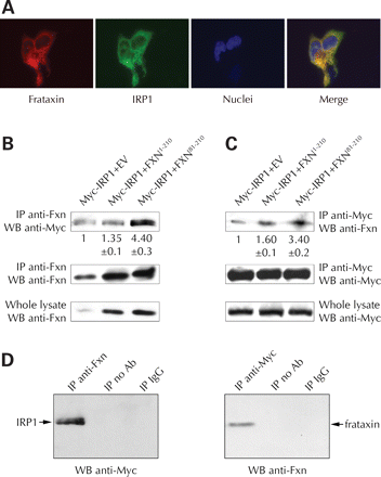 线粒体外frataxin与细胞溶质顺乌头酸酶/IRP1蛋白发生物理相互作用。（A） 用线粒体外frataxin81-210（FXN81-210）和Myc-tagged IRP1（Myc-IRP1）瞬时转染HEK-293细胞，并用抗frataxin（红色）、抗IRP1的免疫荧光（绿色）和核DAPI染色（蓝色）进行分析。最后一个面板显示合并的图像。（B） 将EV、FXN1–210或线粒体外FXN81–210与Myc-IRP1瞬时转染HEK-293细胞。细胞提取物用抗frataxin抗体免疫沉淀，用抗Myc抗体或抗fratachin抗体免疫印迹。（C） 如（B）所示，瞬时转染HEK-293细胞。细胞提取物用抗Myc抗体免疫沉淀，用抗frataxin抗体或抗Myc免疫印迹。结果代表了三个独立的实验。显示了不同样品中frataxin或IRP1共同免疫沉淀的密度定量（平均值±1 SD）。（D） 用FXN81-210和Myc-IRP1瞬时转染HEK-293细胞。左面板：细胞提取物用抗frataxin抗体（IP anti-Fxn）、无抗体（IP no-Ab）或不相关的等型匹配抗体（IP IgG）免疫沉淀，并用抗Myc抗体免疫印迹。右图：细胞提取物用抗Myc抗体（IP anti-Myc）、无抗体（IP no-Ab）或不相关的同型匹配抗体（IP IgG）免疫沉淀，并用抗frataxin抗体免疫印迹。