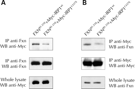 线粒体外frataxin和细胞溶质顺乌头酸酶/IRP1之间的ISC依赖性相互作用。将野生型（wt）或突变型（C437S）Myc-IRP1与线粒体外FXN81-210瞬时转染HEK-293细胞。（A） 细胞提取物用抗frataxin抗体免疫沉淀，用抗Myc抗体或抗fratachin抗体免疫印迹。（B） 细胞提取物用抗Myc抗体免疫沉淀，用抗frataxin抗体或抗Myc免疫印迹。结果代表了三个独立的实验。
