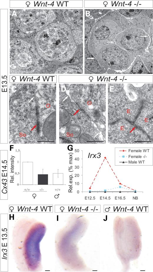 Wnt-4 deficiency leads to impaired cell contacts between female germ cells and somatic cells. (A) The ultrastructure of germ cell–somatic cell complex of an ovary of a wild-type embryo. The cell contacts in the presumptive ovarian follicle are impaired at E13.5 due to Wnt-4 deficiency (B, D white arrows). An adherence junction has formed at the border region between a germ cell and a somatic cell in a normal ovary at E13.5 (C, red arrows) while the junction is defective in the case of Wnt-4 deficiency, and physical gaps between cells have formed (D, red arrow) while the junctions between the endothelial cells remain intact (E, red arrow). (F) Expression of Cx43 is reduced in the Wnt-4-deficient ovary at E14.5. qPCR (G) and whole-mount in situ hybridization (H–J) of Irx3 in wild-type or the Wnt-4-deficient ovary and testis. O, an oocyte; So, a somatic cell; E, an endothelial cell. Scale bar (A and B) 250 nm; (C–E) 500 nm; (H–J) 250 μm.