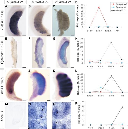 Reduction in Stra8 expression and induction of Cyp26b1 expression in the Wnt-4-deficient ovary. Stra8 is expressed in the wild-type ovary at E14.5 (A), but expression is reduced in the Wnt-4-deficient ovary (B) while Stra8 is not expressed in the testis at this stage (C). qPCR profile of Stra8 expression (D). The Cyp26b1 gene is not expressed in the ovary (E) but it is expressed in the testis (G) at E12.5. Note that the Cyp26b1 gene has become expressed ectopically in the mesonephros of the Wnt-4-deficient embryo (F). qPCR of Cyp26b1 in the dissected embryos gonads (H). Oct4 is not detected in the wild-type ovary (I) but it is ectopically expressed in the Wnt-4-deficient ovary (J) being similar to the situation in the wild-type testis (K). qPCR of Oct-4. The Acrosin (Acr) gene is not expressed in the wild-type ovary (M) but it is ectopic in the Wnt-4-deficient germ cells (N, arrow heads). Acr is normally expressed in the germ cells of the testis (O, arrow heads). qPCR of Acr expression (P). Scale bar (A–K) 250 μm and (M–O) 100 μm.