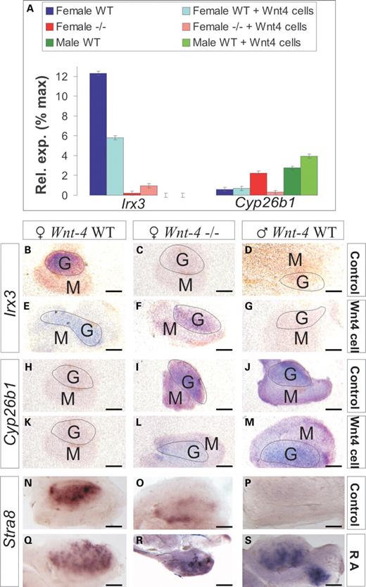 A partial rescue of the female properties of the Wnt-4-deficient ovary in response to the recovery of the Wnt-4 signal. (A–M) Irx3 and Cyp26b1 expression levels were analysed in ovaries and testes prepared from either wild-type or Wnt-4 mutant embryos at E12.0 after they had been co-cultured for 48 h with either the control NIH 3T3 cells or the cells expressing the Wnt-4. Changes in Irx3 and Cyp26b1 gene expression was analysed by qPCR (A) or by whole-mount in situ hybridization (B–M). The role of RA in the control of meiosis was analysed (N–S). Wnt-4 signalling induces Irx3 gene expression to a certain degree in the Wnt-4-deficient ovary compared with the unconjugated Wnt-4-deficient ovary. Wnt-4 inhibits expression of the Cyp26b1 in co-cultures with the Wnt-4+ cells. Co-culture of Wnt4+ cells with the Wnt-4-deficient ovary induces Irx3 expression (compare F with C), whereas this inhibits Cyp26b1 expression (compare L with I). RA promotes Stra8 expression in the wild-type ovary (compare Q with N), the wild-type testis (compare S with P) and the Wnt-4-deficient ovary (compare R with O). G, a gonad; M, mesonephros. Scale bar 100 μm.