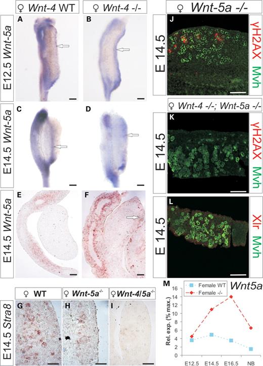 Wnt-5a expression is induced in the Wnt-4-deficient ovary while meiosis is perturbed in the Wnt-4/5a-deficient ovary. (A) Wnt-5a is weakly expressed in the ovary at E12.5, but its expression is enhanced in the Wnt-4 mutant ovary in cells under the germinal epithelium (compare A with B, arrows). At E14.5, Wnt-5a expression is weak in the wild-type ovary, but expression is enhanced in the case of Wnt-4 deficiency (compare C and E with D and F, arrows). Stra8 is expressed in the wild-type ovarian germ cells (G) but expression is reduced in the Wnt-5a-deficient ovary (H). No Stra8 expression is detected in Wnt-4/Wnt-5a deficient ovary (I). Only few Wnt-5a-deficient ovarian germ cells express γH2AX (in red) at E14.5 (compare J to Fig. 4A) while the γH2AX or Xlr is not expressed in the Wnt-4/5a-deficient Mvh+ ovarian germ cells (compare K with L). (M) qPCR depicts Wnt-5a expression in the wild-type and the Wnt-4-deficient ovary. Scale bar (A–D) 200 μm; (E and F) 100 μm; ( G–I) 50 μm; (J–L) 100 μm.