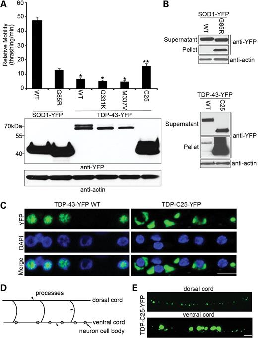 Transgenic C. elegans expressing neuronal TDP-43 develops pronounced movement defects associated with protein aggregation. (A) Relative motility, as measured by the thrashing rate in liquid medium, was compared among 1-day adult C. elegans expressing variants of human SOD1-YFP or TDP-43-YFP under the control of the snb-1 promoter. n = 32, error bars represent the standard error of means (SEM). The TDP-43 strains had significantly worse locomotion than the mutant SOD1 strain (*P < 0.05). The TDP-C25 strain had better movement than the other TDP-43 strains (**P < 0.05). The expression levels of total SOD1 or TDP-43 proteins were shown by immunoblotting against YFP. (B) The insolubility assay as a measure of the aggregation of SOD1-YFP or TDP-43-YFP variants. From detergent-extracted C. elegans homogenates, 10 µg (∼1/20) of soluble supernatant protein and 5 µg (∼1/4) of insoluble pellet protein were analyzed by immunoblotting. (C) Nuclear localization of full-length TDP-43-YFP and cytoplasmic localization of the fragment TDP-C25-YFP. Representative images of motor neurons in the ventral cord stained with DAPI are shown. Note the well-demarked aggregates of TDP-C25-YFP of various sizes in the cytoplasm. (D) Schematic drawing of the ventral and dorsal cords in the C. elegans nervous system. The neuronal cell bodies (arrow) are located in the ventral cord, and the neuronal processes (arrowheads) are projected circumferentially and located in both ventral and dorsal cords. (E) In addition to the large aggregates of TDP-C25-YFP in the neuronal cell bodies, smaller aggregates were observed in the neuronal processes of both ventral and dorsal cords. Scale bars: 5 µm.