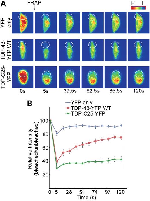 FRAP analysis of TDP-43 aggregates in C. elegans neurons. (A) Representative images from the FRAP analysis of neurons expressing YFP only, WT TDP-43-YFP localized to the nucleus and TDP-C25-YFP, which form aggregates in the cytoplasm. The circles mark the photobleached region. Colors indicate high (H) or low (L) intensity of fluorescence. (B) The ratio of the intensities in bleached and adjacent unbleached regions is used to assess the diffusion rate of the fluorescent proteins. n = 5, error bars represent the SEM.