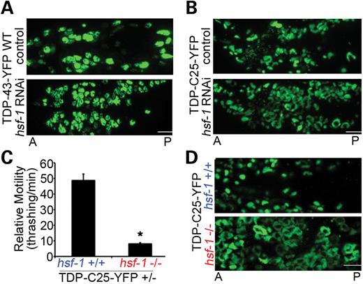 HSF-1 robustly modulates protein aggregation and neurotoxicity in transgenic TDP-43 C. elegans. (A and B) Reduction in hsf-1 by RNAi increases the accumulation of WT TDP-43-YFP and TDP-C25-YFP in C. elegans neurons. Integrated TDP-43 transgenic C. elegans lines were sensitized for RNAi treatment by crossing into a background of eri-1(mg366);lin-15B(n744) and fed with bacteria expressing double-stranded RNA targeting hsf-1. The hsf-1 RNAi increases the accumulation of TDP-43-YFP in the neuronal nuclei and the aggregates of TDP-C25-YFP in the cytoplasm. Anterior (A) and posterior (P) regions of heads of L4 animals are shown. (C) Since homozygous TDP-C25-YFP transgenic animals fail to thrive in the presence of hsf-1(sy441), quantitation of the effects on the locomotor behavior was carried out on TDP-C25-YFP hemizygous transgenic animals (TDP-C25-YFP +/−; 1-day adult) (*P < 0.05). n = 32, error bars represent the SEM. (D) In the presence of loss-of-function mutant hsf-1(sy441), aggregates of TDP-C25-YFP are markedly increased in number and size in response to the elevated temperature. Head neurons of L1 animals are shown. Scale bars: 5 µm.