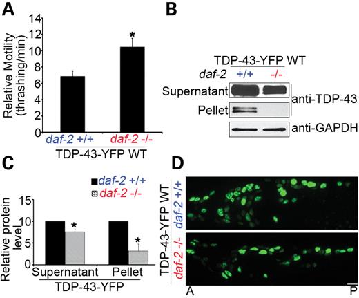 Loss-of-function mutant daf-2(e1370) suppresses neurotoxicity and aggregation of WT full-length TDP-43-YFP in C. elegans. (A) The neurotoxicity of WT TDP-43-YFP in the C. elegans models, as measured by the thrashing rate in liquid medium, is significantly suppressed by a loss-of-function allele of the insulin/IGF1R daf-2, e1370. n = 32, error bars represent the SEM. (B) Loss of function of daf-2 decreases the soluble and insoluble aggregated TDP-43 proteins in C. elegans. The C. elegans homogenates were detergent extracted, and 10 µg (∼1/20) of soluble supernatant protein and 5 µg (∼1/4) of insoluble pellet protein were analyzed by immunoblotting. (C) Quantification of the TDP-43 proteins levels (*P < 0.05, n = 3). (D) Loss of function of daf-2 decreases the accumulation of full-length TDP-43-YFP in the nuclei of C. elegans neurons. Representative 1-day adult images are shown. Scale bars: 5 µm.