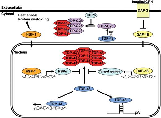 A model of TDP-43 misfolding and aggregation as a modulator of its toxicity. A schematic representation of the mechanisms through which the HSF-1 and IGF-1 pathways may regulate the folding and aggregation of TDP-43 proteins. The normal DNA/RNA-binding functions of TDP-43 could be disrupted by the misfolding and aggregation of the protein. The nuclear and cytoplasmic aggregates formed by misfolded TDP-43 and its fragments, such as TDP-C25, may further perturb cellular functions by burdening the protein cellular control. The HSF-1 and IGF-1 signaling may regulate the misfolding and toxicity of TDP-43 through modulation of the protein quality-control system, such as the molecular chaperone networks. Oval and hexagon shapes represent native and misfolded TDP-43, respectively. HSP, heat shock protein; pA, polyadenylation.