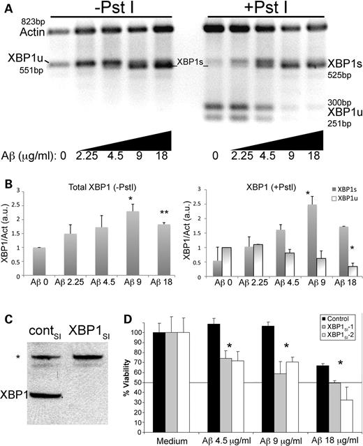 Aβ induces accumulation of neuroprotective XBP1s in mammalian neurons. (A) Accumulation of XBP1 transcripts in PC12 cells treated for 6h with a gradient of Aβ oligomers. Half of the RT–PCR reaction was digested with PstI to cleave the XBP1u transcripts (right). Actin was also amplified as internal loading control. Untreated cells (0) accumulate very low levels of XBP1s, but in the presence of Aβ, the PstI-resistant XBP1s accumulates in a dose-dependent manner. (B) Quantitation of total XBP1, XBP1s and XBP1u from two independent gels. The levels of total XBP1 increase with the amount of Aβ, with a maximum corresponding to 9 µg/ml. The levels of XBP1s parallel the activation curve of total XBP1, while XBP1u levels decrease with increasing amounts of Aβ. (C and D) Endogenous XBP1 protects against Aβ cytotoxicity. (C) A siRNA against XBP1 (XBP1SI) eliminates the XBP1 protein in PC12 cell extracts by western blot, while a control siRNA (contSI) does not change XBP1 levels. An unspecific band (*) is detected with the anti-XBP1 antibody. (D) The dose-dependent toxicity of Aβ oligomers in WT cells is shown in black bars. Cell viability is compromised at 18 µg/ml in 6 h treatments. Silencing of XBP1 transcripts with two independent siRNAs (XBP1SI–1 [grey] and XBP1SI–2 [white]) results in significantly reduced cell viability in the presence of Aβ oligomers (n= 3), even at subtoxic Aβ treatments (4.5 and 9 µg/ml). *P< 0.05, **P< 0.01.