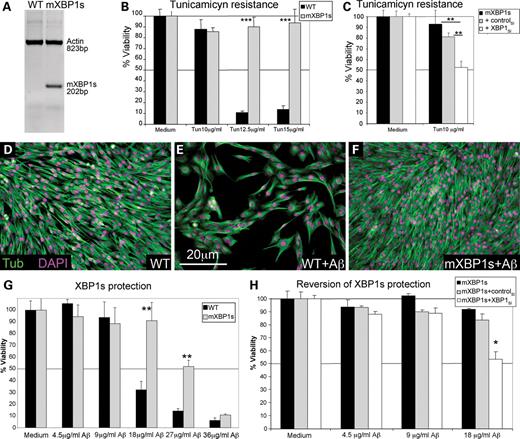 XBP1s protects against Aβ cytotoxicity. (A) Detection of mXBP1s mRNA in PC12 cells stably transfected with CMV-mXBP1s using specific primers for mouse XBP1. (B and C) mXBP1s overexpression confers resistance to tunicamycin. mXBP1s cells (grey) survive tunicamycin concentrations that kill control cells (black) (B). The protective activity of mXBP1s against tunicamycin is reverted by pre-treatment with siRNA against XBP1 (C). (D–H) mXBP1s prevents cytotoxicity of Aβ oligomers. Representative fields show the effects of Aβ on cell viability: non-treated control (WT) cells (D), and control cells (E) and mXBP1s cells (F) treated with Aβ oligomers at 18 µg/ml. Cells are stained with anti-Tubulin (green) and DAPI (magenta). (G) Aβ causes a dramatic drop in viability at 18 µg/ml in control cells (black) after an 8 h incubation. However, mXBP1s (grey) completely protects PC12 neurons treated with Aβ at 18 µg/ml, and partially protects at higher concentrations. (H) The protective activity of mXBP1s (black bars) is reverted by pre-treatment with XBP1SI (white), but not by a control RNAi (grey). *P< 0.05, **P< 0.01, ***P< 0.001.