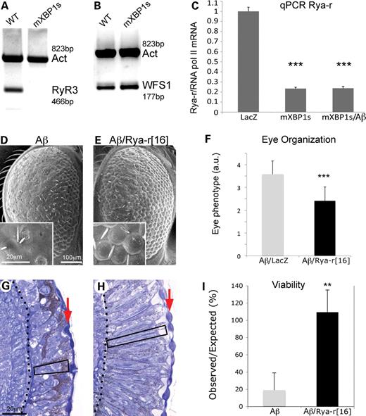 Reduced ryanodine calcium channels mediate XBP1 neuroprotection. (A) Expression of RyR3 is severely downregulated by XBP1s in PC12 cells. The RyR3 isoform is expressed in PC12 cells, but the RyR3 transcripts are almost undetectable in cells expressing mXBP1s. Actin was amplified as loading control. (B) WFS1, a known target of XBP1s, is upregulated 1.5-fold in cells expressing mXBP1s. (C) Analysis of Drosophila Rya-r transcripts by qPCR indicates that mXBP1s expression reduces Rya-r levels by 80% even in flies also expressing Aβ (n= 8, P< 0.001). (D–H) Reduced Rya-r activity rescues the eye degeneration induced by Aβ. Flies expressing Aβ display disorganized ommatidia (D) and small photoreceptors (G, box). In contrast, flies also carrying the null allele Rya-r16 have better-organized ommatidia (E), and deeper retinas, better differentiated lenses (arrow) and elongated photoreceptors (box) (H). (F) The distribution of eye phenotypes (1 = normal, 5 = small, disorganized eyes) shows a significant rescue of eye morphology in flies also carrying the Rya-r deletion (n= 4, P< 0.001). (I) Reduced Rya-r activity rescues the lethality induced by Aβ. Expression of Aβ reduces adult eclosion to 20% with respect to control siblings (grey, n= 6). Flies that also carrying the null allele Rya-r16 present normal viability (black, n= 3, P< 0.01). In (F) and (I), n is the number of vials analyzed, each producing at least 50 flies.