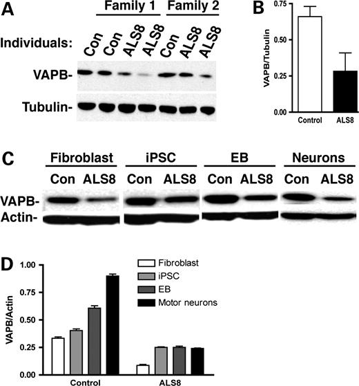 ALS8衍生运动神经元VAPB蛋白水平降低。（A和B）与对照组（Con）相比，ALS8样品上iPSC系上的VAPB水平降低。（C） ALS8细胞分化过程中VAPB水平降低。（D） VAPB在运动神经元分化过程中增加，但在ALS8-iPSC中没有增加。n=3个独立实验。