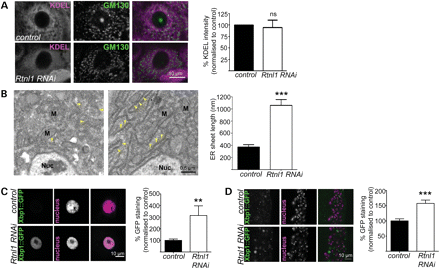 Loss of Rtnl1 causes expansion of ER sheets and increases the ER stress response. (A) KDEL distribution in third-instar larval epidermal cells is reticular in control larvae but more diffuse in Rtnl1 RNAi larvae; distribution of the Golgi marker GM130 is broadly unaffected. Graph shows KDEL staining intensity per cell as a percentage of control levels (n= 4 independent experiments; ns, not significant, P > 0.7). (B) Electron micrographs show increased length of ER sheets in Rtnl1 RNAi epidermal cells compared with controls. Arrowheads, ER sheets; Nuc, nucleus; M, mitochondrion. The graph shows the quantification of ER sheet cross-sectional length (***P < 0.005; n = 3 independent larvae). (C and D) Single-confocal sections of larval epidermal cells (C) and ventral nerve cord (D) show increased ER stress, measured by increased Xbp1::GFP expression in Rtnl1 RNAi larvae compared with controls and quantified in graphs (**P < 0.01, ***P < 0.005; n = 12–16).