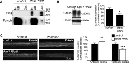 Rtnl1 interacts with the MT-associated protein Futsch. (A) Protein lysates from OregonR (control) and Rtnl1::YFP flies were immunoprecipitated and blotted as in Figure 3A. Loss of Rtnl1 reduces Futsch protein levels relative to controls in immunoblots of adult lysates (B) and in posterior but not anterior segments of long motor axons (C). Graphs represent Futsch expression levels (ns, not significant, P > 0.44; *P < 0.05, ***P < 0.001; n = 6–8 lysates in B, n = 16–19 larvae in C).