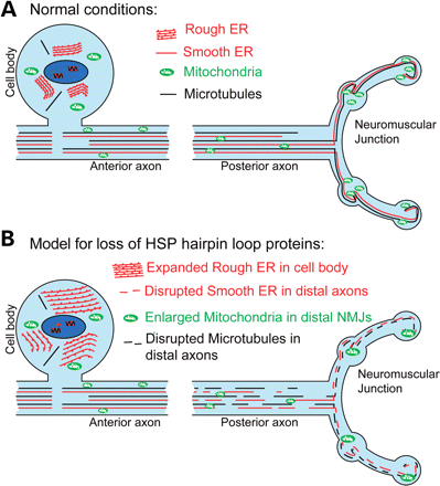 Model of hairpin loop protein dysfunction in motor neuron axonopathy. (A) The schematic diagram represents motor neurons under ‘normal’ or non-diseased conditions. Ribosomal studded RER sheets predominate within the neuronal cell body, whereas tubular SER runs the length of the axon closely associated with the MT cytoskeleton (13,21,29). In addition, the ER has extensive contact points with mitochondria which are required for lipid biosynthesis, calcium homeostasis and mitochondrial division (38,46). (B) Mutation or depletion of any one of the hairpin loop proteins causes disruption of the ER network (either less extensive and/or discontinuous) and degeneration of long motor axons as observed in HSP. Our findings have revealed an increased susceptibility of posterior axons to the disruption of ER organization, resulting in the disruption of tubular SER, MT cytoskeleton and mitochondria. This suggests that the loss of tubular ER from long motor axons may be the mechanism by which the loss of hairpin loop protein function gives rise to motor neuron axonopathy.