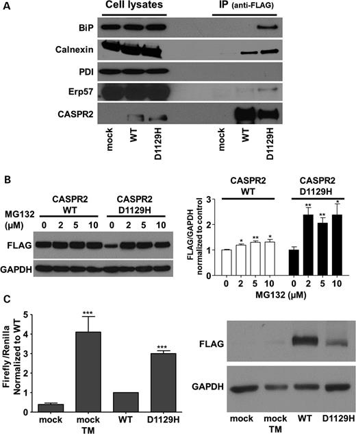 Interaction with ER chaperones, activation of ATF6 and ERAD. (A) Immunoprecipitation of ER chaperones with full-length CASPR2-WT and CASPR2-D1129H. Anti-FLAG antibody was used to detect immunoprecipitated CASPR2 as a control (bottom). Mock, untransfected cells. (B) Left panel: immunoblot of CASPR2-WT and CASPR2-D1129H after incubation of the cells with the proteasome inhibitor MG132. Right panel: quantification of the western blot densitometry of the left panel (three experiments with each concentration). (C) Left, the graph shows Firefly normalized to Renilla luciferase as average ± SEM of seven experiments each done in triplicate. The values are expressed in relative light units (RLU) and data normalized to wild type. Cells were mock-treated (negative control) or treated with 2 μg/ml tunicamycin (TM) as a positive control for 16 h prior to harvesting. T-test was used for statistical analyses relative to wild type. Differences between CASPR2-D1129H mutant and CASPR2-WT show a significance of P < 0.0001. Right, western blot of the expressed CASPR2-WT and CASPR2-D1129H in HEK-293 cells used to induce the expression of p(5x)ATF6-luc.