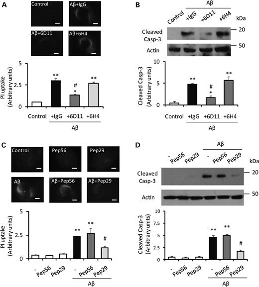 Aβ oligomer-induced neuronal cell loss is prevented by blocking the PrPC-Aβ interaction with PrPC-specific antibodies or peptides. (A) The intensity of PI in slices treated with Aβ oligomer after the addition of 6D11 antibody, control immunoglobulin G (IgG) or 6H4 1 h before Aβ oligomer treatment (n= 5). The PI updake is significantly reduced by 6D11 antibody but not by either IgG or 6H4 antibody. Scale bar, 500 μm (**P< 0.01 versus control #P< 0.05 versus +IgG). (B) Pretreatment with 6D11 suppressed the activation of caspase-3 induced by Aβ oligomer (n= 4) (**P< 0.01 versus control #P< 0.05 versus +IgG). (C) Co-treatment of synthesized peptide-29, corresponding to PrPC98–107, significantly prevents Aβ oligomer-induced PI uptake (n= 5). Scale bar, 500 μm (**P< 0.01 versus control #P< 0.05 versus non-peptide). (D) Co-treatment with peptide-29 suppressed the activation of caspase-3 induced by Aβ oligomer (n= 4) (**P< 0.01 versus control #P< 0.05 versus non-peptide).