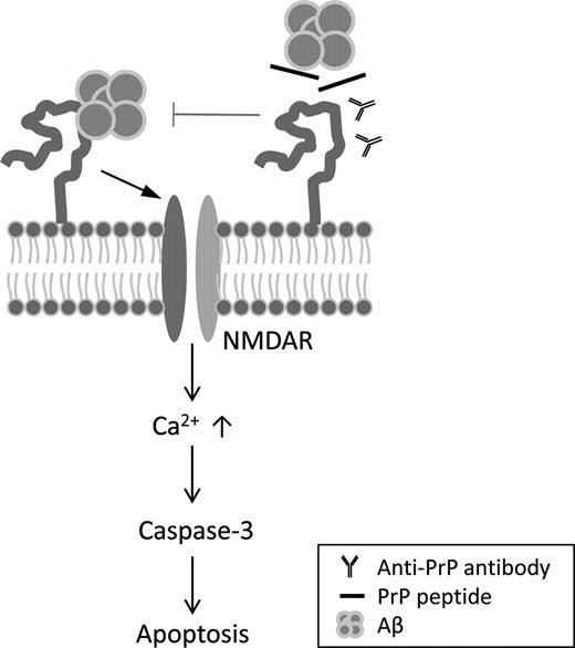 Hypothetical model for Aβ oligomer-induced neurotoxic signaling through PrPC. Aβ oligomer binding to PrPC at plasma membrane activates NMDA receptors and subsequent caspase-3-dependent neuronal cell death. Treatment with anti-PrPC antibody or competitive PrPC peptides prevents the activation of NMDA receptor, suggesting that PrPC/Aβ oligomer interaction is a key mechanism of Aβ oligomer-induced neurotoxicity.