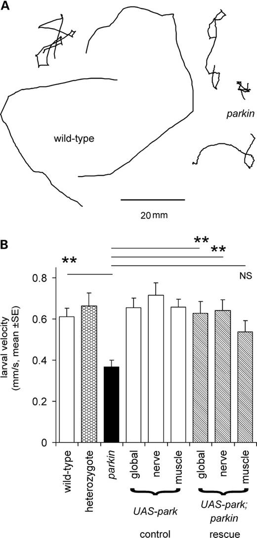 Larval locomotion is reduced in parkin mutants. (A) Tracks of parkin transheterozygotes crawling for 2 min are shorter than those of wild-type. (B) Quantification shows that the mean velocity of the parkin mutant is 62% of wild-type (Bonferroni post hoc comparison: P= 0.003). A significant rescue is seen with the expression of wild-type parkin in the transheterozygote background using the global or neuronal drivers but not with the muscle driver (Bonferroni post hoc tests: P = 0.009, 0.003, 0.253, respectively). At least 10 larvae of each genotype, total 130. Genotypes—wild-type: CS/w−; heterozygote: CS/parkz3678; parkin: park25/parkz3678. Drivers—global: Act5C; neuronal: elav3EI; muscle: G14. All rescue experiments are in park25/parkz3678 background.