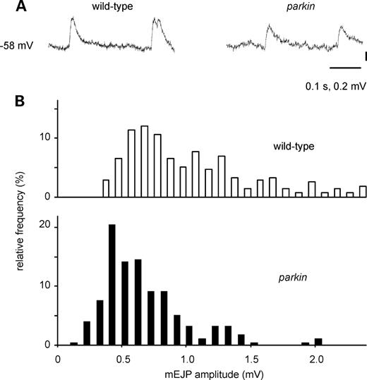 Miniature excitatory junction potentials (mEJPs) are smaller in parkin mutants than in wild-type larvae. (A) Traces from parkin and wild-type larvae. (B) Histograms of the amplitude of 550 mEJPs taken from 13 muscles, matched for resting membrane potential (RMP), show that peak amplitude is ∼2 mV smaller in the parkin larvae (Kolmogorov–Smirnov test statistic 3.5, P < 0.001). RMP—wild-type: −63.8 ± 1.1, n = 7; parkin: −63.0 ± 0.85, n= 6. Genotypes—wild-type: CS/w−; parkin: park25/parkz3678.