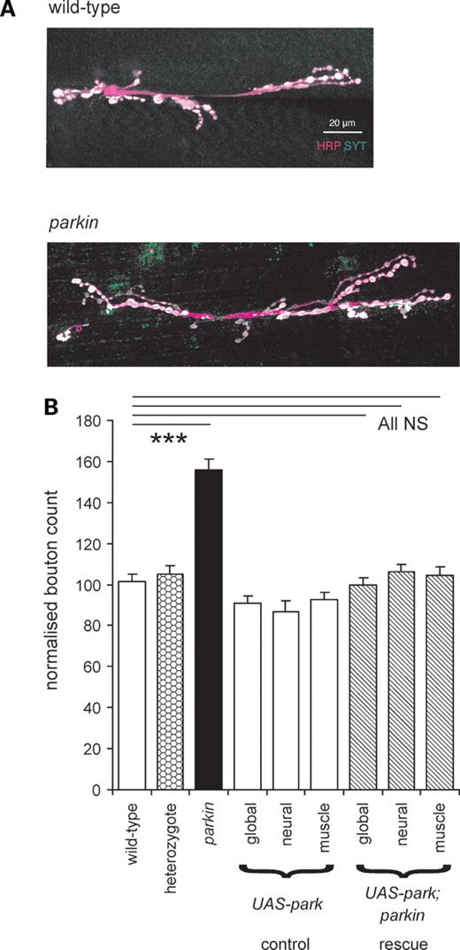 Overgrown synapses are characteristic of parkin mutants. (A) There are more boutons (white) in the parkin neuromuscular junction than in the control wild-type. Images from confocal stacks of synaptic terminals on muscles 6 and 7 stained with horseradish peroxidase antibody (HRP, magenta) show the neuronal membrane and with synaptotagmin (SYT, green) antibody to show the terminal boutons. (B) Quantification of the bouton count at 372 synapses confirms that parkin mutants have excess boutons (+53%, Bonferroni P < 0.001). Expression of wild-type parkin by the global, neuronal or muscle drivers achieves substantial rescue of the synaptic overgrowth (down to 3% above the control values, Bonferroni comparison with wild-type each = 1.0). There is no significant difference between the synaptic overgrowth in the three rescues (ANOVA, F2,78 = 0.81, P < 0.445). At least 16 neuromuscular junctions for each genotype, totally 223. Data normalized as ratio of boutons/muscle area, with wild-type as 100%. Genotypes—wild-type: CS; parkin: park25/park25. Drivers—global: Act5C; neuronal; elav3EI; muscle: G14. Rescues are in park25/park25 background.