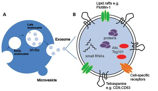 (A) Exosome and microvesicle biogenesis. Exosomes are an end-product of the endocytic recycling pathway. First, endocytic vesicles form at the plasma membrane and fuse to form early endosomes. These mature and become late endosomes where intraluminal vesicles bud off into the lumen. These multivesicular bodies (MVBs) then directly fuse with the plasma membrane and release exosomes into the extracellular space. As for microvesicles, they bud off directly from the plasma membrane. (B) An enlarged exosome showing that there are a variety of common exosomal surface markers (e.g. tetraspanins such as CD9 and CD63 and lipid raft-associated proteins including flotillin-1) as well as internal markers such as Alix and Tsg101. Each exosome also contain and transfer small RNAs and other cytoplasmic proteins (purple) and cell-specific receptors (orange) which can be transferred to recipient cells.