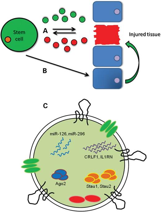 The two mechanisms of stem cell exosome/microvesicle-mediated regeneration of injuired tissues. (A) Microvesicles and exosomes can be released from injuired tissues and act locally on the stem cells to prime them to release exosomes/microvesicles that naturally contain a variety of beneficial cargoes to help in repair and regeneration directly. (B) Microvesicles and exosomes can be released from injuired tissue and act on the stem cells. These stem cells can then de-differentiate neighbouring cells at the injuired site to replace the damaged cells. (C) Enlarge view of a stem cell-derived extracellular vesicle, showing its cargo contents for repair and regeneration. These cargoes include proangiogenic miRNAs such as miR-126 and miR-296, mRNAs for immune regulation including cytokine receptor-like factor 1 (CRLF1) and interleukin 1 receptor antagonist (IL1RN), transport proteins that assist in the transport and stability of mRNA such as Staufen1 (Stau1) and 2 (Stau2) and factors involved in miRNA transport and processing like Argonaute2 (Ago2).