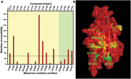Localization of missense mutations in protein structure is shown in relation to severity. (A) Severity of structural change due to missense mutation was estimated by using the computed impact score (top scale); remutations considered as mild (0.22–0.43, light yellow) or as severe (0.435–0.535, light green). The amino acid residue was buried in the hydrophobic core if the residue accessibility was >30 Å2 (dashed horizontal line); otherwise the residue was considered as exposed at the surface (>30 Å2). (B) Structural model of RS1 shows the location of severe and mild mutations. Missense mutations causing a mild XLRS phenotype are shown in yellow. The severe mutations which are buried and/or related to the change from/to cysteine residue (green) are labeled. The molecular surface of protein is shown.