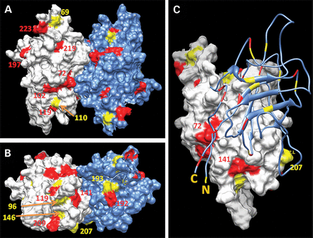 A significant fraction of hotspot mutations is localized to the protein surface. Two different views of the accessible surface area of the RS1 dimer, front and bottom, where the majority of hotspot mutations are concentrated, are shown in (A) and (B), respectively. Related by 2-fold symmetry molecules of the dimer are shown in white (molecule A) and blue (molecule B). (C) The molecule B is shown by a blue ribbon to demonstrate a contact surface between subunits within a dimer interface. Surface areas with two or three to five spots at the same sequence position of the structure are shown in yellow and red, respectively. Sequence positions of hotspot mutations at the protein surface are shown with the corresponding colors.