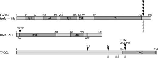 Schematic of FGFR3, TACC3 and BAIAP2L1 proteins showing known domains and positions of the breakpoints (black arrowheads) identified in bladder tumours (T1 and T2) and cell lines and those reported in glioblastoma (grey arrowheads) (11).