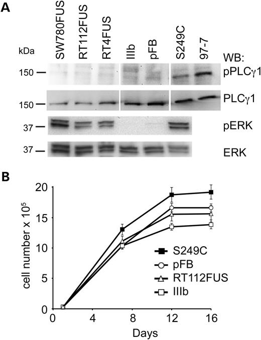 (A) Western blots showing levels of phospho-phospholipase C gamma 1 (PLCγ1) and phospho extracellular signal-regulated kinase (ERK) in TERT-NHUC expressing FGFR3 fusion proteins and controls. pFB, vector control; TERT-NHUC S249C and 97-7 cell line containing point-mutated FGFR3 (S249C) are positive controls. The PLCγ1 images are obtained from a single blot with some lanes removed. (B) Growth curves of TERT-NHUC expressing FGFR3 fusion proteins and controls. Cells expressing S249C-FGFR3 reach a higher confluent density than those expressing FGFR3–TACC3 fusion (RT112FUS) and controls. Error bars are ± 1 SE.