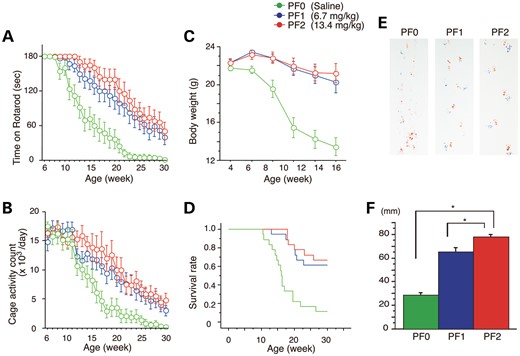 Effects of PF on behavioral phenotypes in AR-97Q mice. Untreated AR-97Q mice (PF0) or mice administered 6.7 mg/kg (PF1) or 13.4 mg/kg (PF2) PF intraperitoneally every day from ages 5 to 30 weeks were tested for rotarod performance (A), cage activity (B) and body weight (C). PF1 and PF2 mice remained on the rotarod longer and exhibited greater cage activity than PF0 mice. PF0 mice lost weight earlier than PF1 and PF2 mice. All parameters were significantly different in PF2 mice compared with PF0 mice: P < 0.01 at 25 weeks (rotarod and cage activity) and P < 0.01 at 10 weeks (body weight) (n = 18, two-way ANOVA with Tukey–Kramer post hoc test). (D) A Kaplan–Meier plot shows the prolonged survival of PF1 and PF2 mice compared with PF0 mice (P = 0.0002 and 0.0001, respectively; n = 18, log-rank test). (E) Footprints of representative 16-week-old AR-97Q mice treated with or without PF. Front paws are indicated in red, and hind paws are in blue. PF0 mice exhibited motor weakness, demonstrated by the dragging of the legs. PF1 mice walked with somewhat longer steps, and PF2 mice walked almost normally. (F) The length of the steps was measured in 16-week-old AR-97Q mice. Each column shows the average length of the steps of the hind paw. PF1 and PF2 mice walked with significantly longer steps than PF0 mice (*P < 0.01, n = 6, one-way ANOVA with Tukey–Kramer post hoc test). These data suggest that PF ameliorates the phenotypic expression of SBMA in AR-97Q mice in a dose-dependent manner. Error bars (F), SEM.
