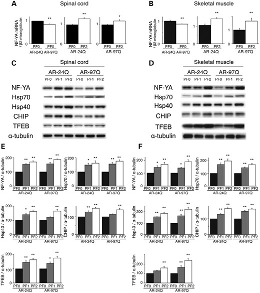 PF increased the expression of molecular chaperones, CHIP and transcription factors in AR-24Q mice and AR-97Q mice. The expression levels of NF-YA mRNA in the spinal cord (A) and skeletal muscle (B) of 16-week-old AR-24Q mice and AR-97Q mice (**P < 0.01; ***P < 0.001, n = 5, unpaired t-test). Western blots and densitometric analyses of NF-YA, molecular chaperones, CHIP and TFEB in the spinal cord (C and E) and skeletal muscle (D and F) of 16-week-old AR-24Q mice and AR-97Q mice (*P < 0.05; **P < 0.01, n = 5, one-way ANOVA with Tukey–Kramer post hoc test). Error bars (A, B, E, F), SEM.