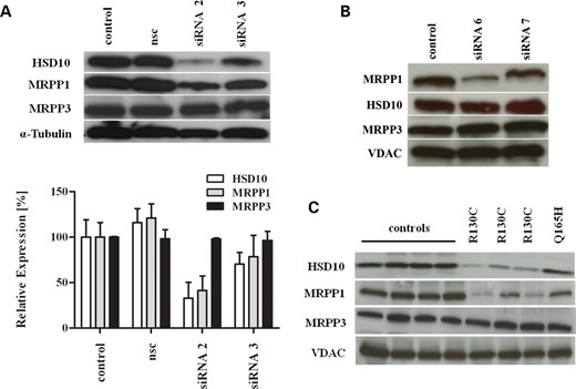 Loss of HSD10 protein causes loss of MRPP1 protein in human patient fibroblasts and HSD10 knock-down cells. (A) Western blot analysis of RNase P proteins in HeLa cells treated with HSD17B10 siRNA 2 and 3 and a non-silencing control (nsc). siRNA 2 reduced HSD10 protein levels to 82% and was associated with a significant lower amount of MRPP1 protein. Expression of MRPP3 was not affected. Densiometric analysis of RNase P proteins normalized to α-Tubulin is shown below. (B) Analysis of RNase P proteins after MRPP1 knock-down demonstrated unaffected expression of HSD10 and MRPP3 protein, whereas MRPP1 expression was down-regulated by siRNA 6 targeting MRPP1. (C) Reduced expression of HSD10 and MRPP1 in patient fibroblasts bearing mutation p.R130C compared with mutation p.Q165H and control fibroblasts. α-Tubulin and voltage-dependent anion channel (VDAC) were used as loading controls.